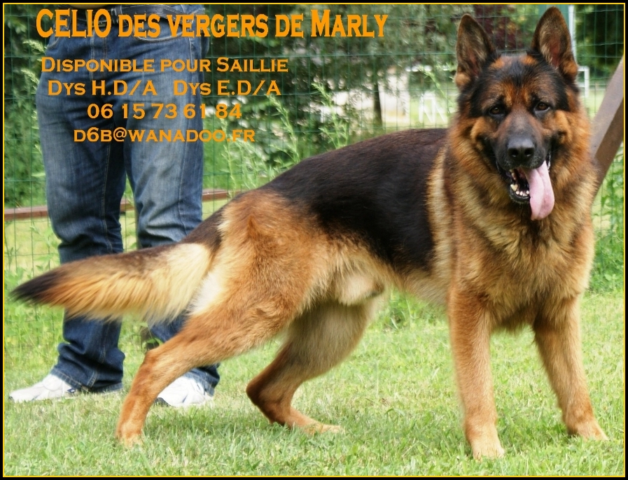 Vente elevage canin, Elevage malinois, Berger allemand, Poitiers