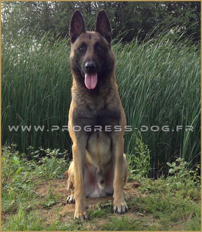 Chiot à vendre, Elevage Malinois, Berger allemand, Berger Belge