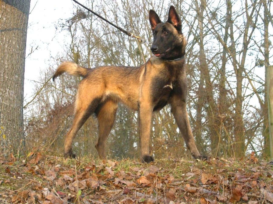 Elevage canin, Malinois femelle, Berger allemand femelle, Vienne