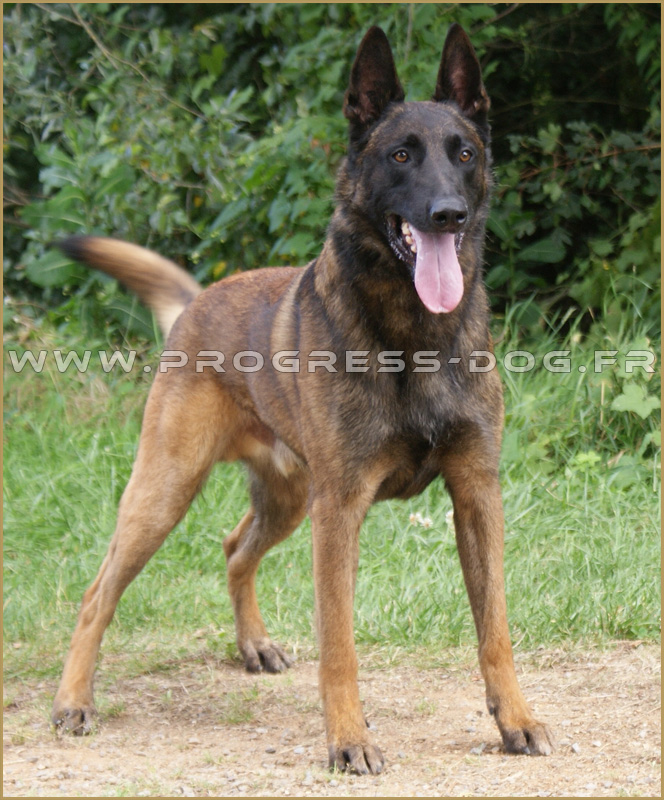 Bb malinois  Chien Berger Belge Malinois Animal  Fond d'écran 