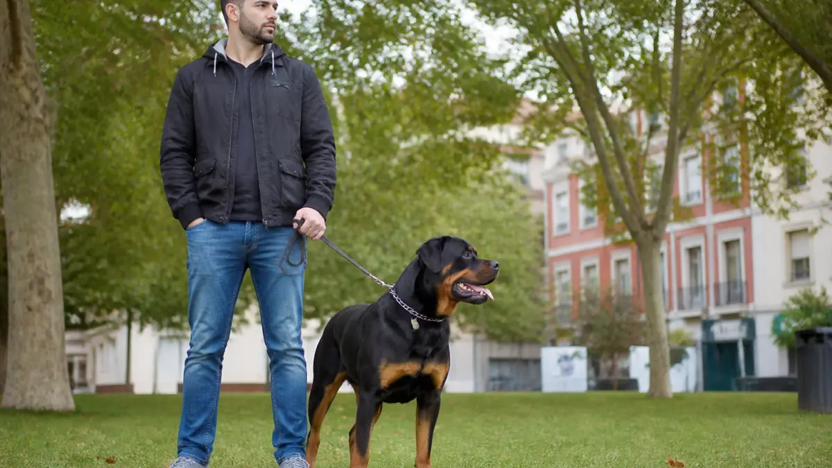Chien de catégorie : comment savoir si son chien est concerné ?