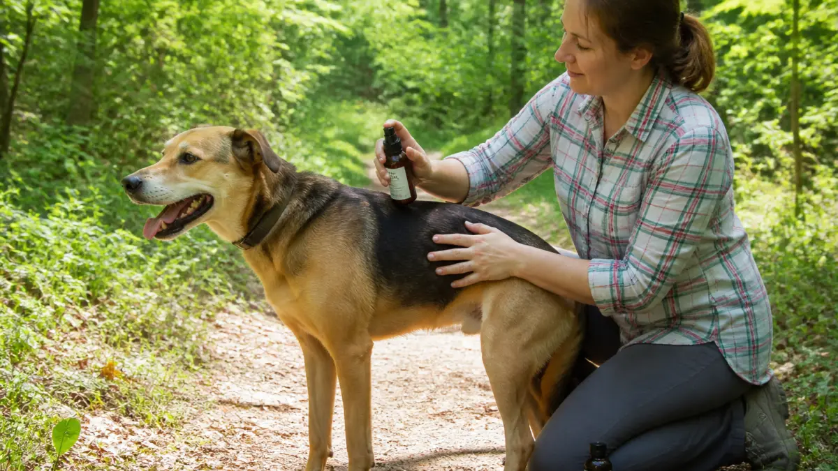 Anti-tique naturel pour chien : options utiles et fausses bonnes idées
