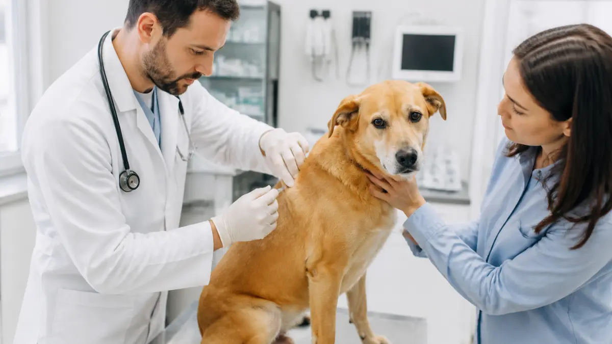 Vaccin chien : calendrier, rappels et effets secondaires possibles