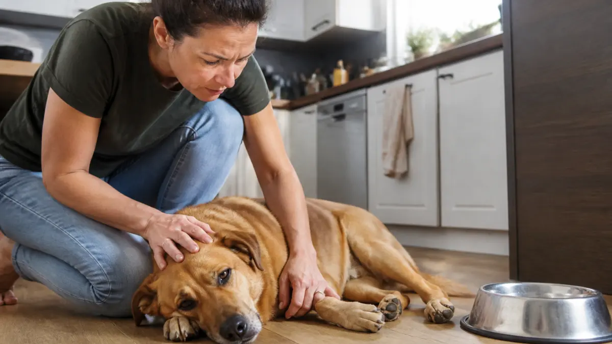 Chien qui vomit et diarrhée : que surveiller en priorité ?