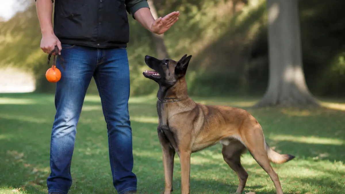 Berger Belge Malinois : les points clés avant d'adopter ce chien d'exception