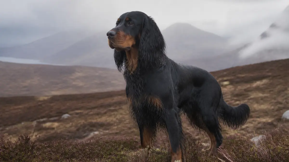 Setter Gordon : un chien élégant au caractère passionné