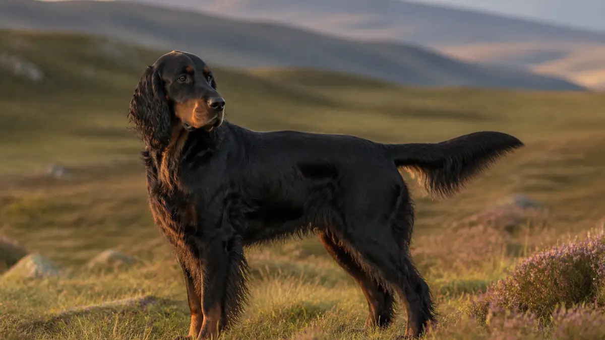 Setter Gordon : un chien élégant au caractère passionné
