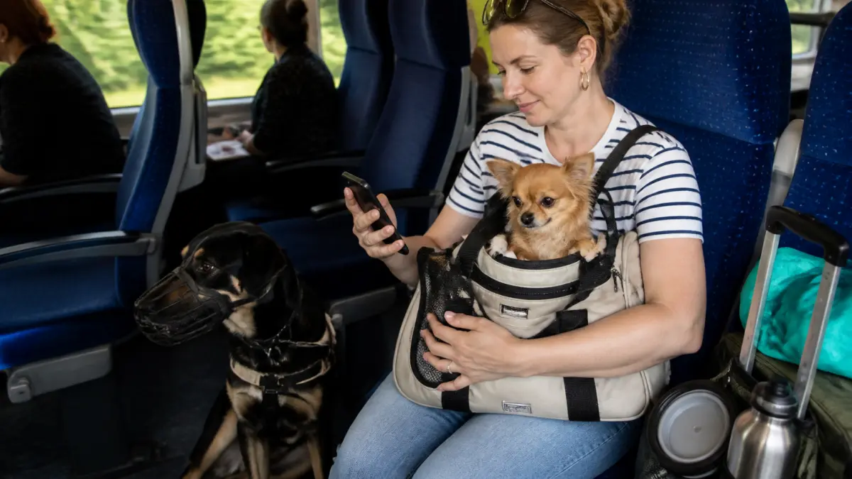 Voyager avec un chien en train : conditions, billets et conseils avant départ