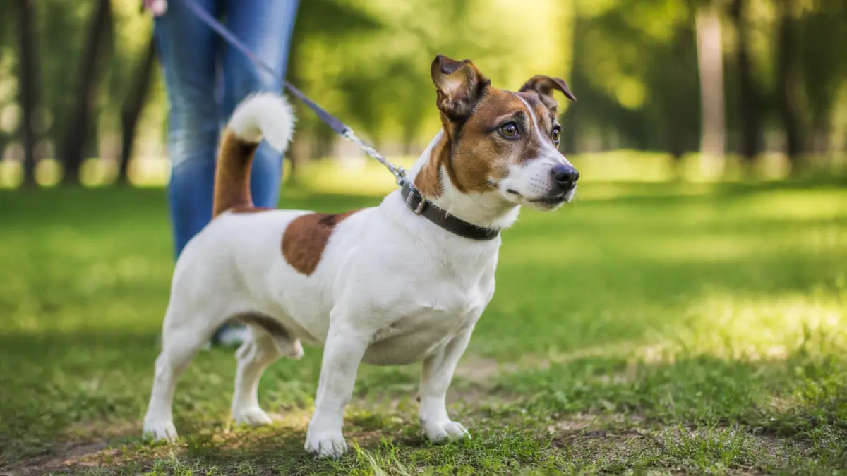 Jack Russell croisé Teckel : un chien au physique surprenant, au caractère explosif