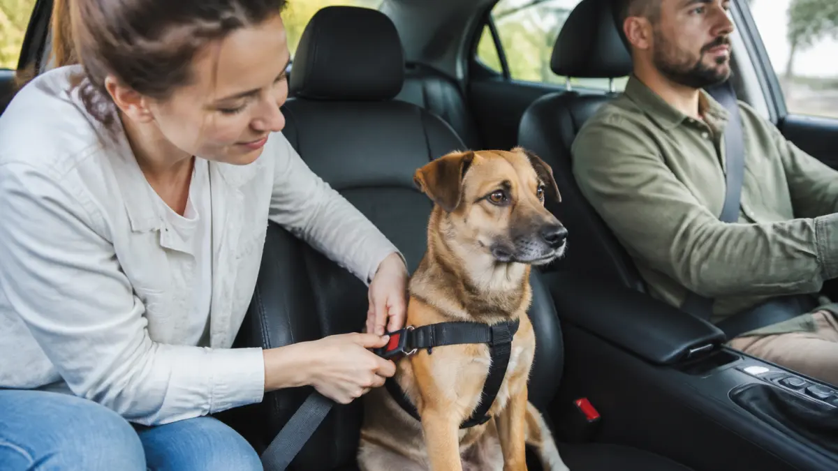 Transport du chien en voiture : sécurité, loi et bons réflexes