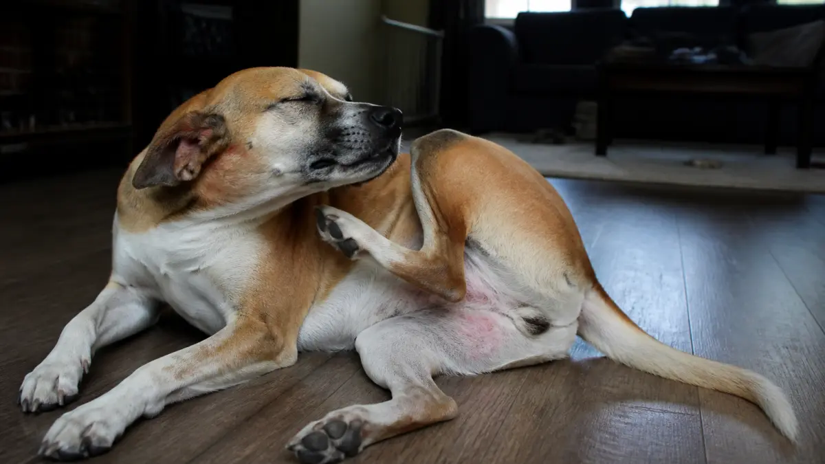 Maladie de peau chez le chien : les symptômes qui doivent alerter