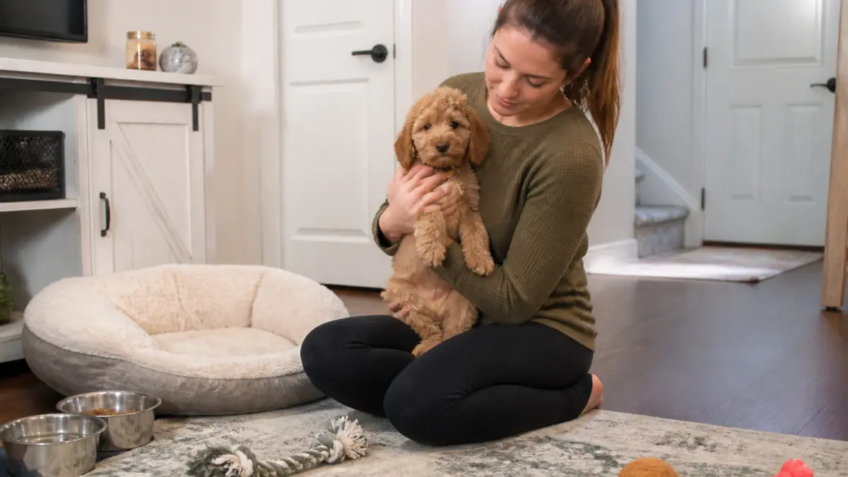 Arrivée d’un chiot à la maison : checklist des 48 premières heures