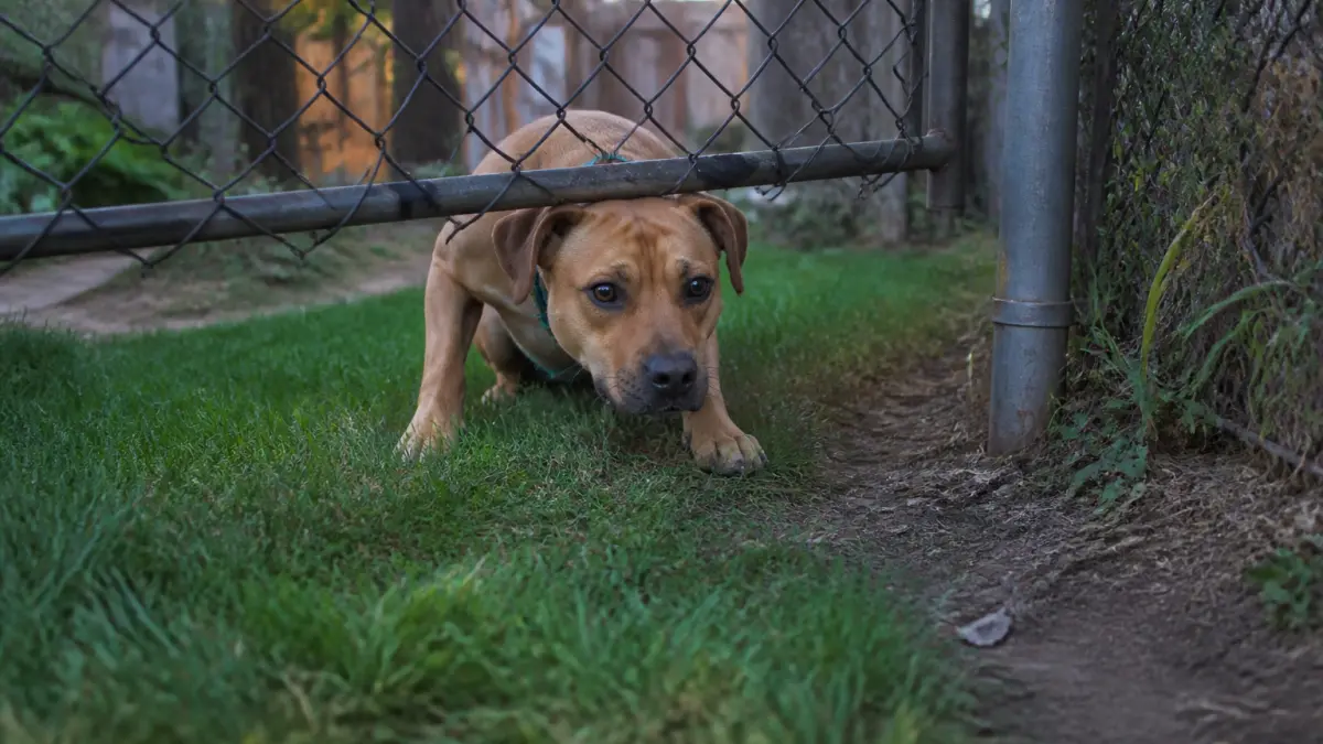 Chien fugueur : les vraies raisons et les solutions à tester