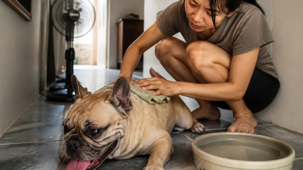 Canicule et chien : les bons réflexes quand les températures montent