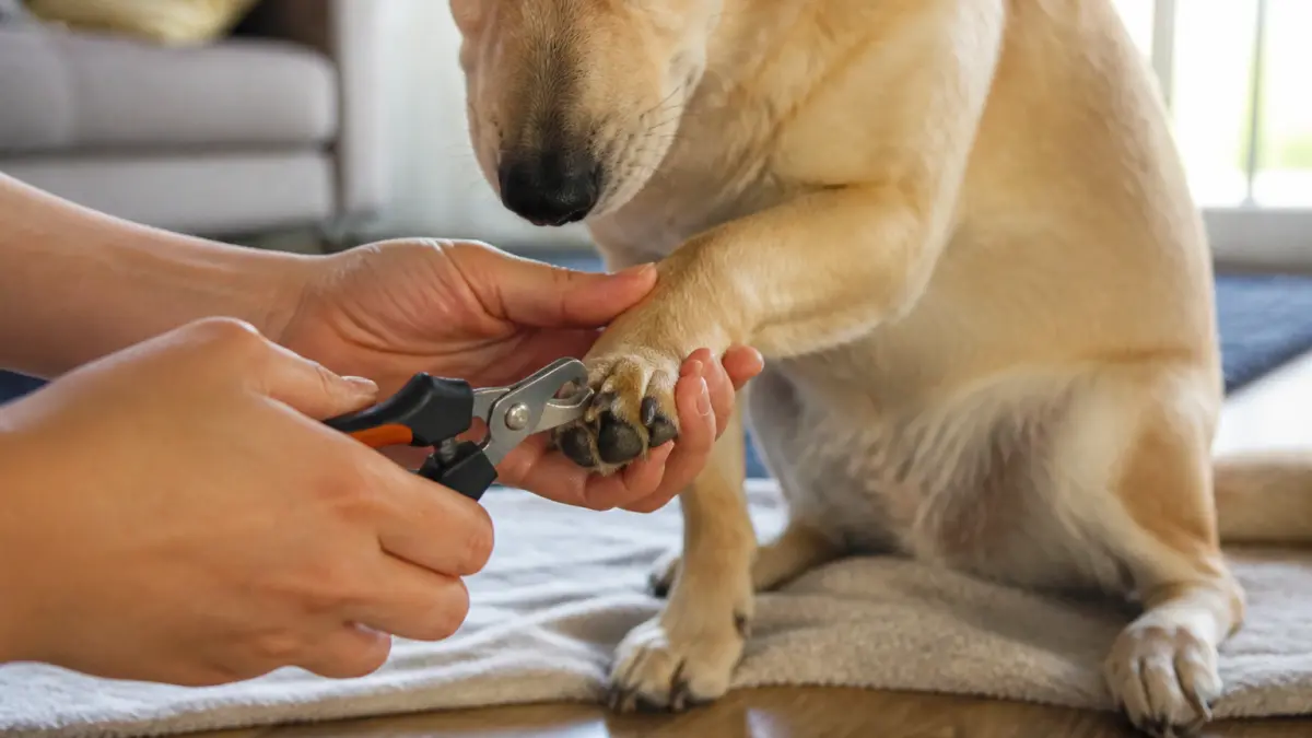 Couper les griffes de son chien : méthode simple pour ne pas le blesser