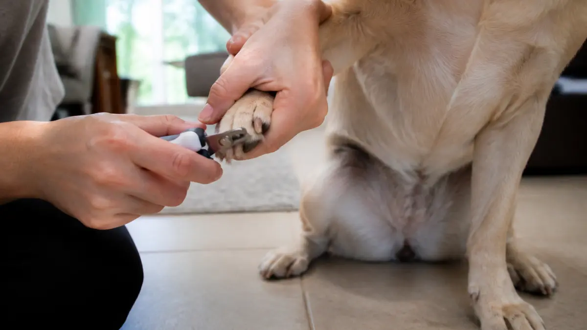 Couper les griffes de son chien : méthode simple pour ne pas le blesser