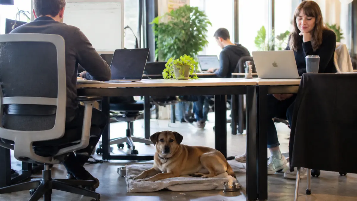Chien au travail : bonne idée ou fausse bonne solution ?