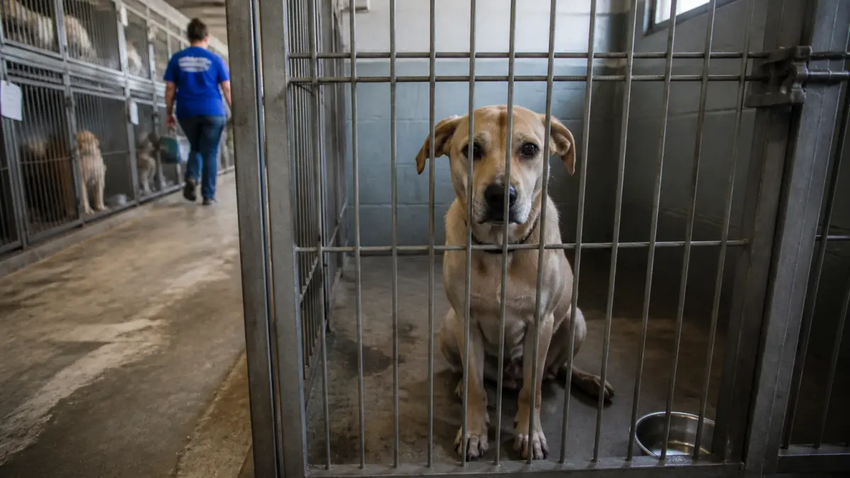 Abandon des animaux pendant les vacances : chiffres, causes et solutions