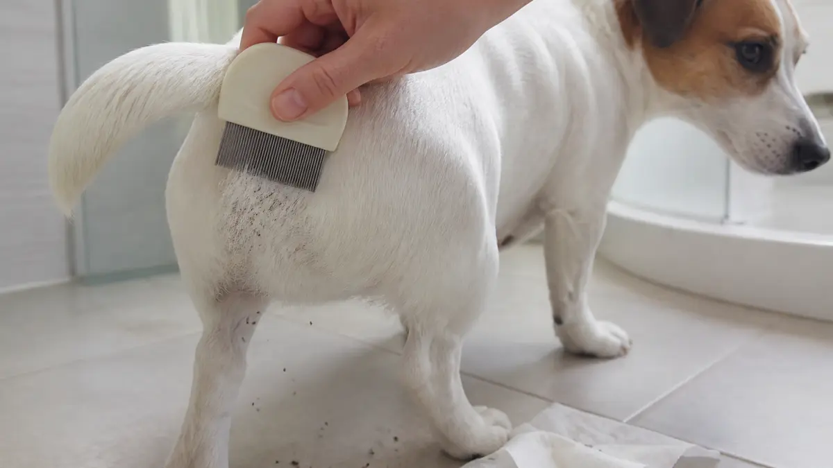 Puce chez le chien : comment reconnaître une infestation rapidement