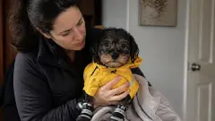 Chien qui tremble : froid, stress ou problème de santé ?