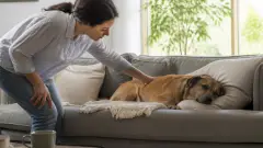 Chien seul : combien de temps peut-on vraiment le laisser sans risque ?