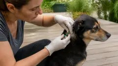 Tique sur un chien : que faire étape par étape ?