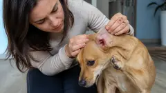 Chien se gratte les oreilles : otite, parasite ou allergie ?