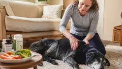 Arthrose du chien : traitements naturels et limites à connaître