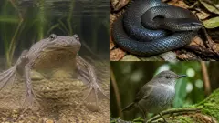 Liste des animaux en X : les espèces rares à connaître