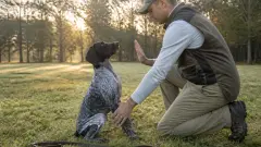 Dressage chien de chasse : les méthodes qui marchent sur le terrain