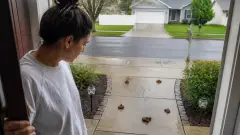 Crottes de chien devant chez moi : que faire légalement et concrètement ?