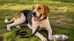 Santé du Foxhound Américain : espérance de vie et maladies courantes