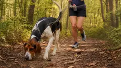 Foxhound Américain : maison ou extérieur, quel cadre de vie idéal ?
