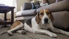 Foxhound Américain en famille : s'entend-il avec les enfants ?