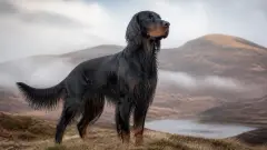 Setter Gordon : un chien élégant au caractère passionné