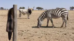 Quels animaux commencent par Z ? Liste complète et insolite