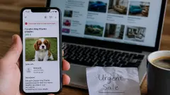 Chiot Cavalier King Charles à 200 euros : bonne affaire ou arnaque ?