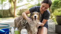 Laver son chien : à quelle fréquence selon son poil et son mode de vie ?