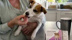 Frontpro chien : cet antiparasitaire vaut-il le coup ?