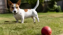 Jack Russell croisé Teckel : un chien au physique surprenant, au caractère explosif