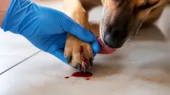 Maladie des griffes du chien : comment la reconnaître et la soigner
