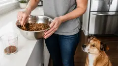 Changer les croquettes de son chien sans lui donner la diarrhée