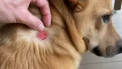Hot spot du chien : soulager cette dermatite qui le fait souffrir