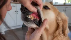 Maladie parodontale du chien : 5 signes à ne pas ignorer