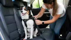 Transport du chien en voiture : sécurité, loi et bons réflexes