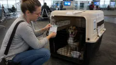 Voyage en avion avec un chien : cabine, soute, caisse et préparation