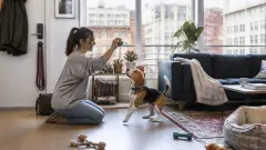 Chien en appartement : comment organiser sorties, jeux et solitude