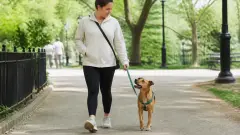 Mon chien tire en laisse : méthode simple pour corriger sans conflit