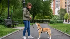 Chien tire en laisse : les exercices à faire 10 minutes par jour