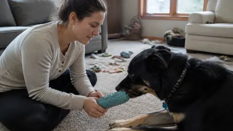 Chien destructeur : comment l’occuper sans renforcer le problème ?